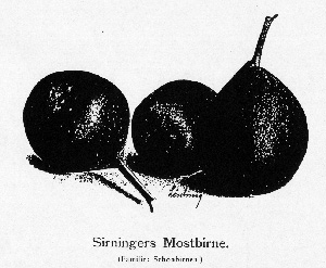 Sirningers Mostbirne